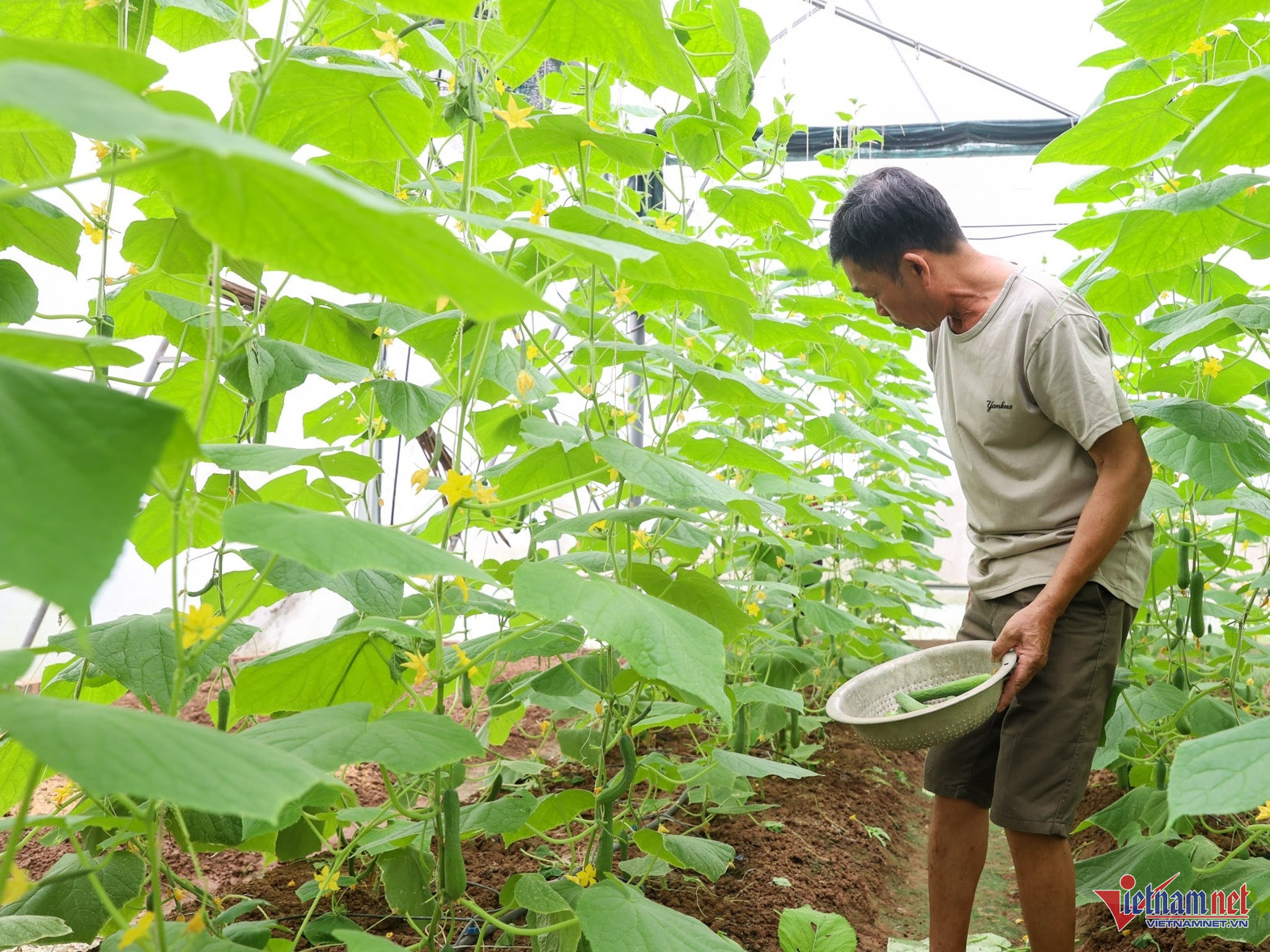 W-VN1_6928 trang trại dưa chuột.jpg