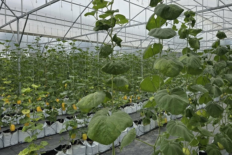 An Giang: Nâng cao năng lực dự báo thị trường nông sản trong giai đoạn mới