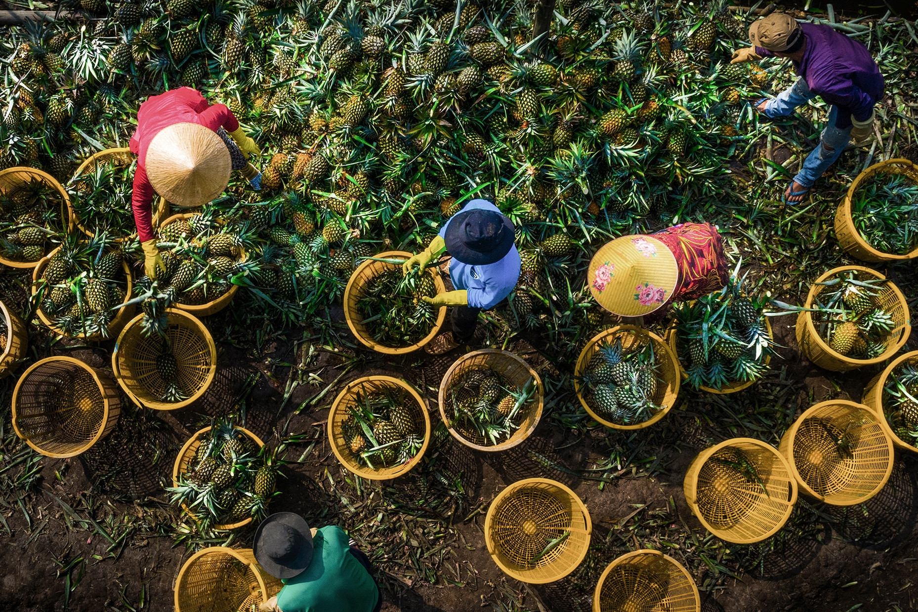 Bước tiến thần tốc, xuất khẩu rau quả thu về gần 8,6 tỷ USD