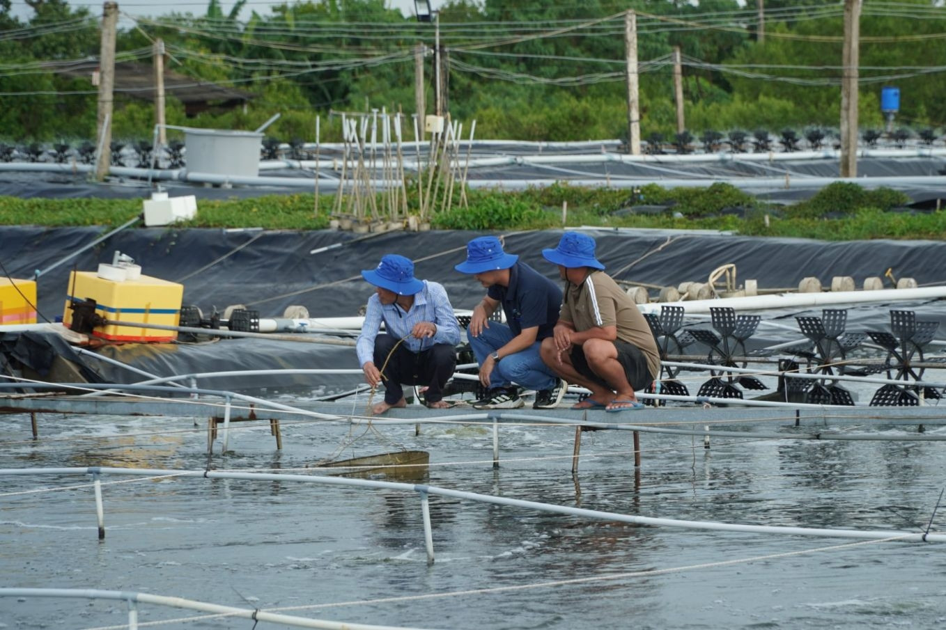 Cà Mau chuyển hướng nuôi tôm tuần hoàn, giảm áp lực môi trường vùng nuôi
