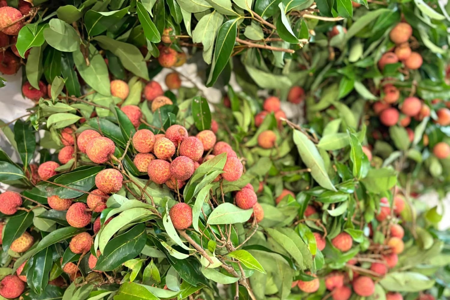 Các thương vụ Việt Nam ở nước ngoài: Cầu nối đưa kinh tế tư nhân vươn ra quốc tế