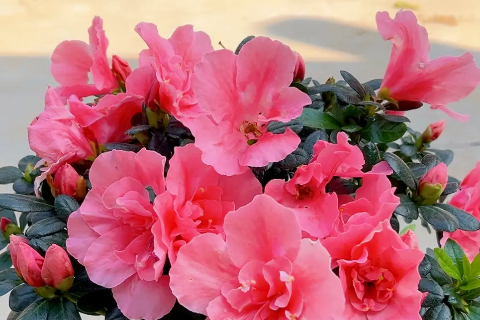 Hoa đỗ quyên hợp mệnh nào, vì sao nên trưng trong nhà dịp Tết?