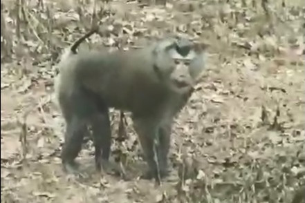 Khỉ hoang tấn công người dân, có nạn nhân phải nhập viện