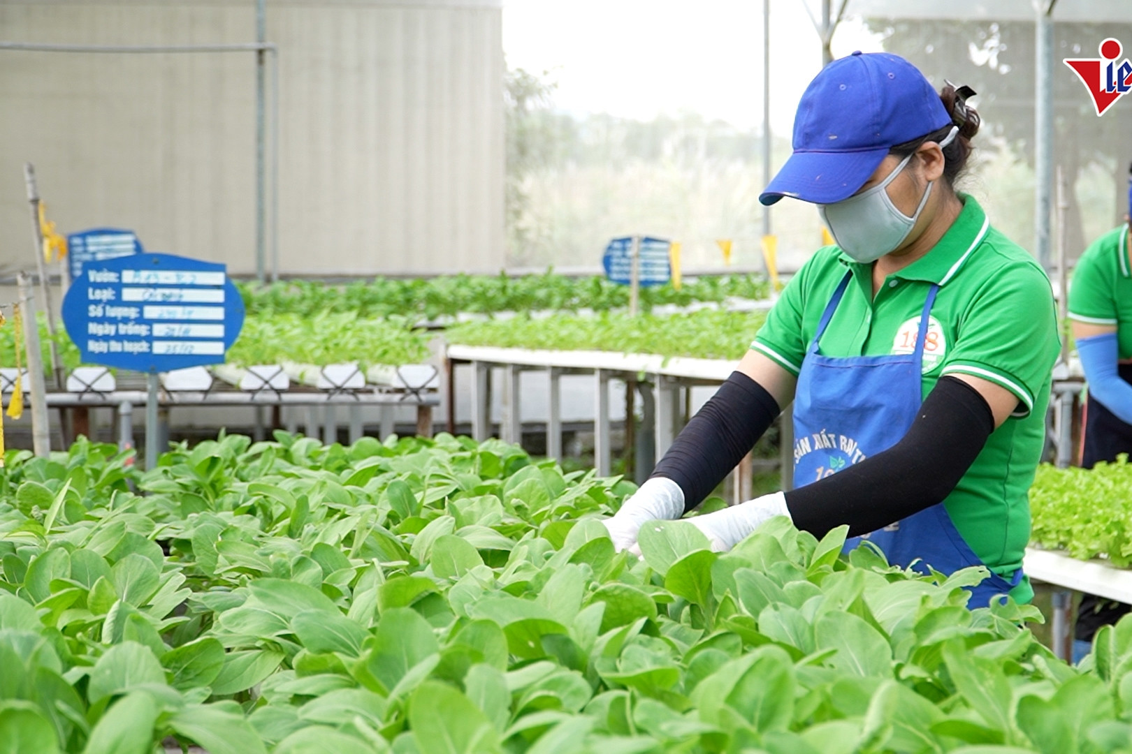 Quảng Ninh đẩy mạnh chuyển đổi xanh, xây dựng nông nghiệp bền vững