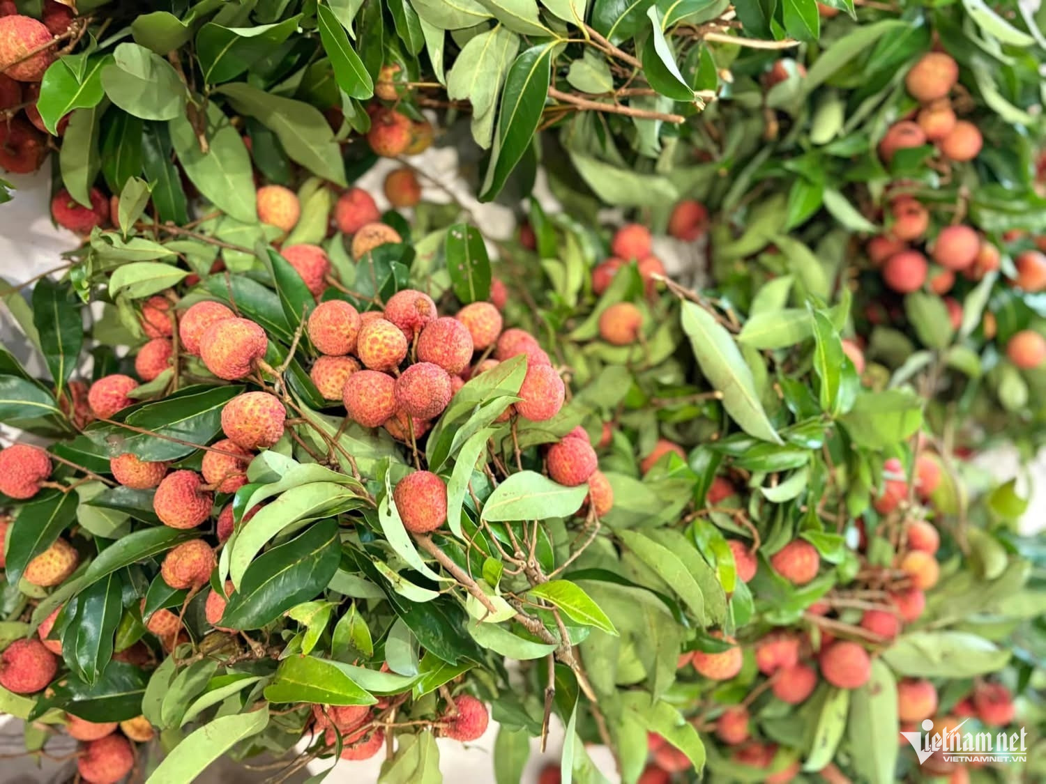 W-thương vụ vn_6638.JPG.jpg