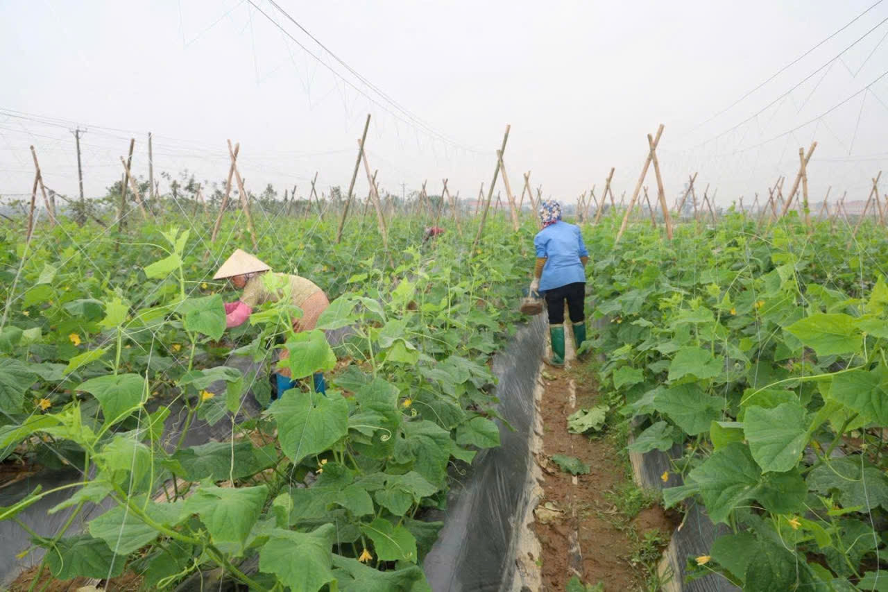 Xã Trấn Yên đề nghị công nhận thôn Minh Quán 3 đạt chuẩn nông thôn mới kiểu mẫu