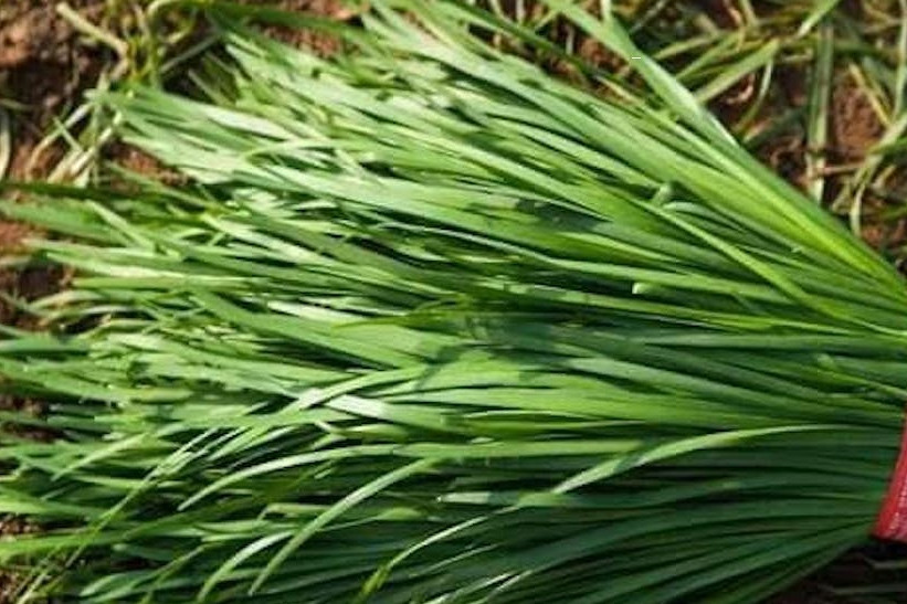 Loại rau gia vị tốt cho gan, thận, 2 nhóm người không nên dùng