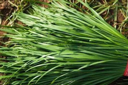 6 nhóm người nên tránh món óc hầm ngải cứu Loại rau gia vị tốt cho gan, thận, 2 nhóm người không nên dùng