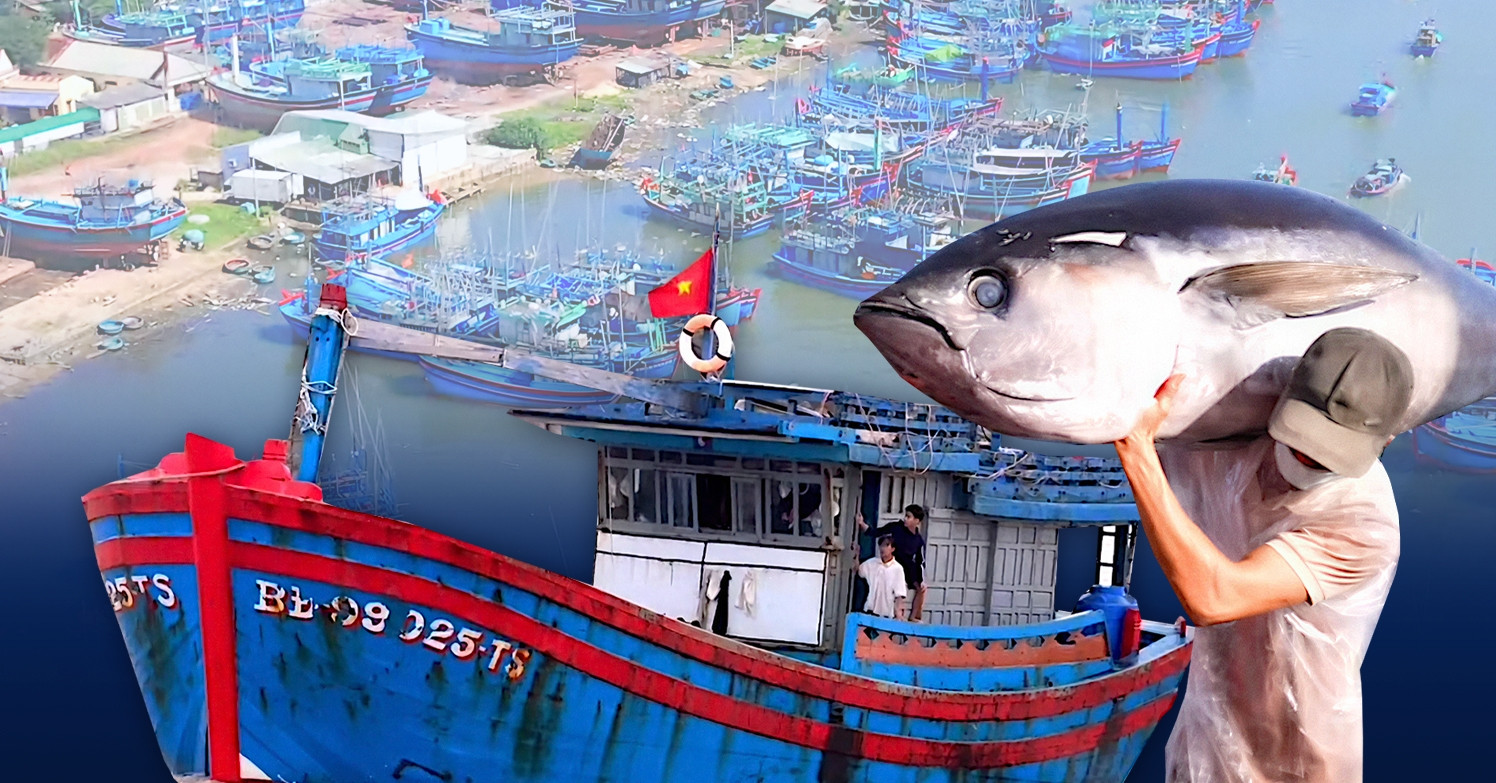 Đề án di dời hơn 2.500 tàu thuyền về cảng cá Tam Quan: ‘Nghĩ sâu, làm lớn’