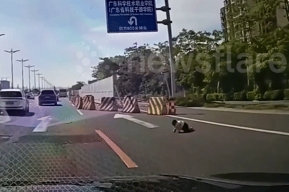 Tài xế đứng tim khi phát hiện bé trai bò giữa đường đông đúc