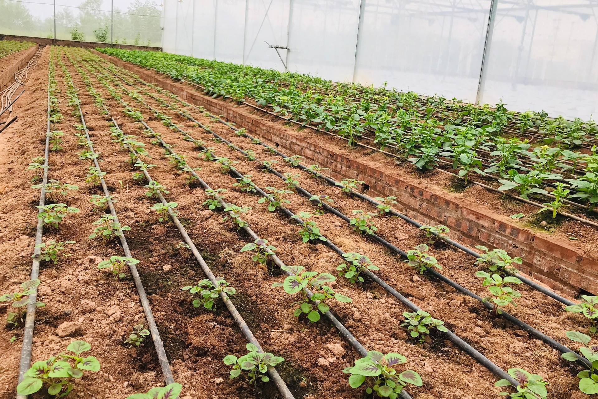 App khuyến nông Hà Nội sẽ cung cấp thông tin giá cả thị trường nông sản