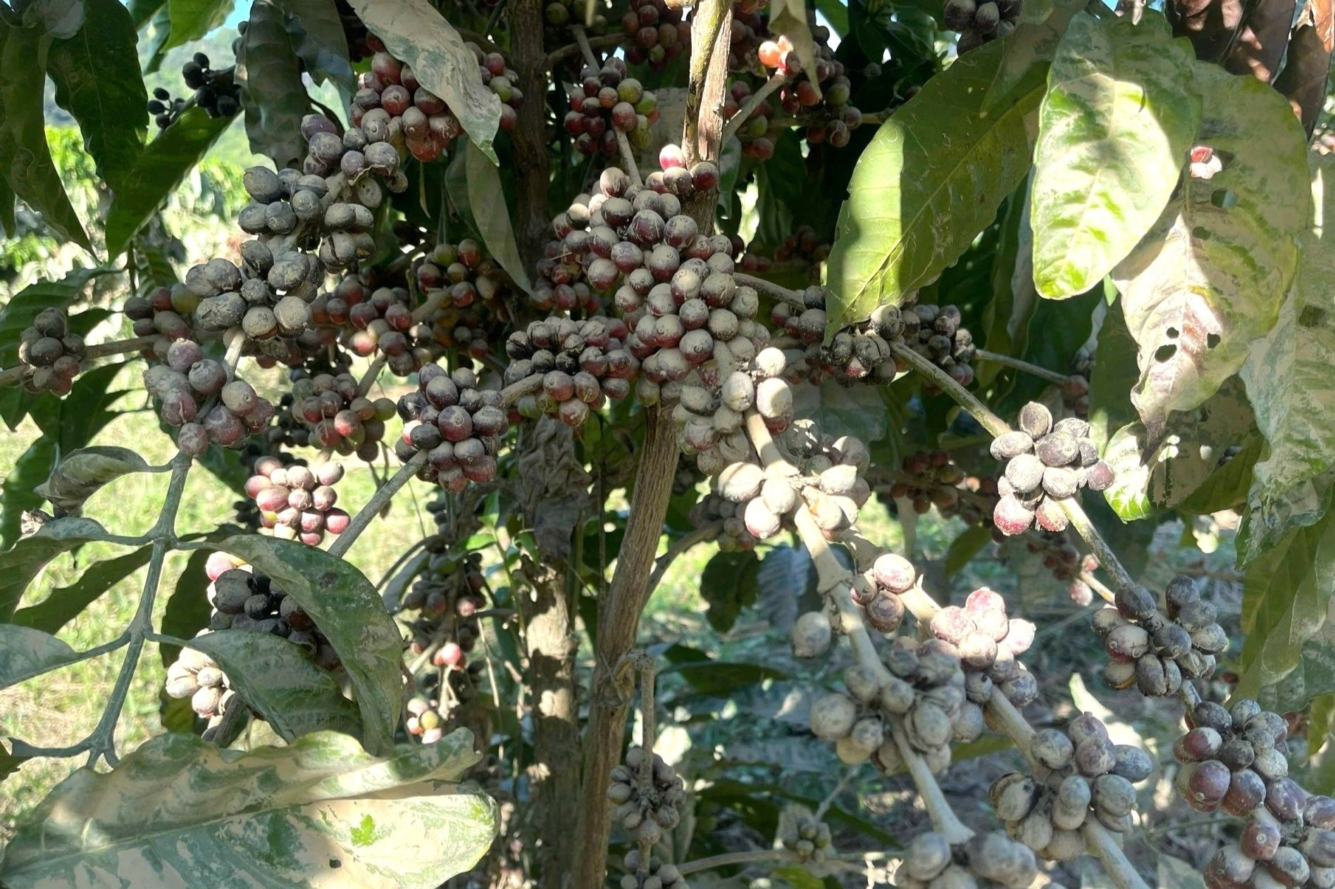 Cảnh chưa từng có trong vườn cà phê ở Lâm Đồng