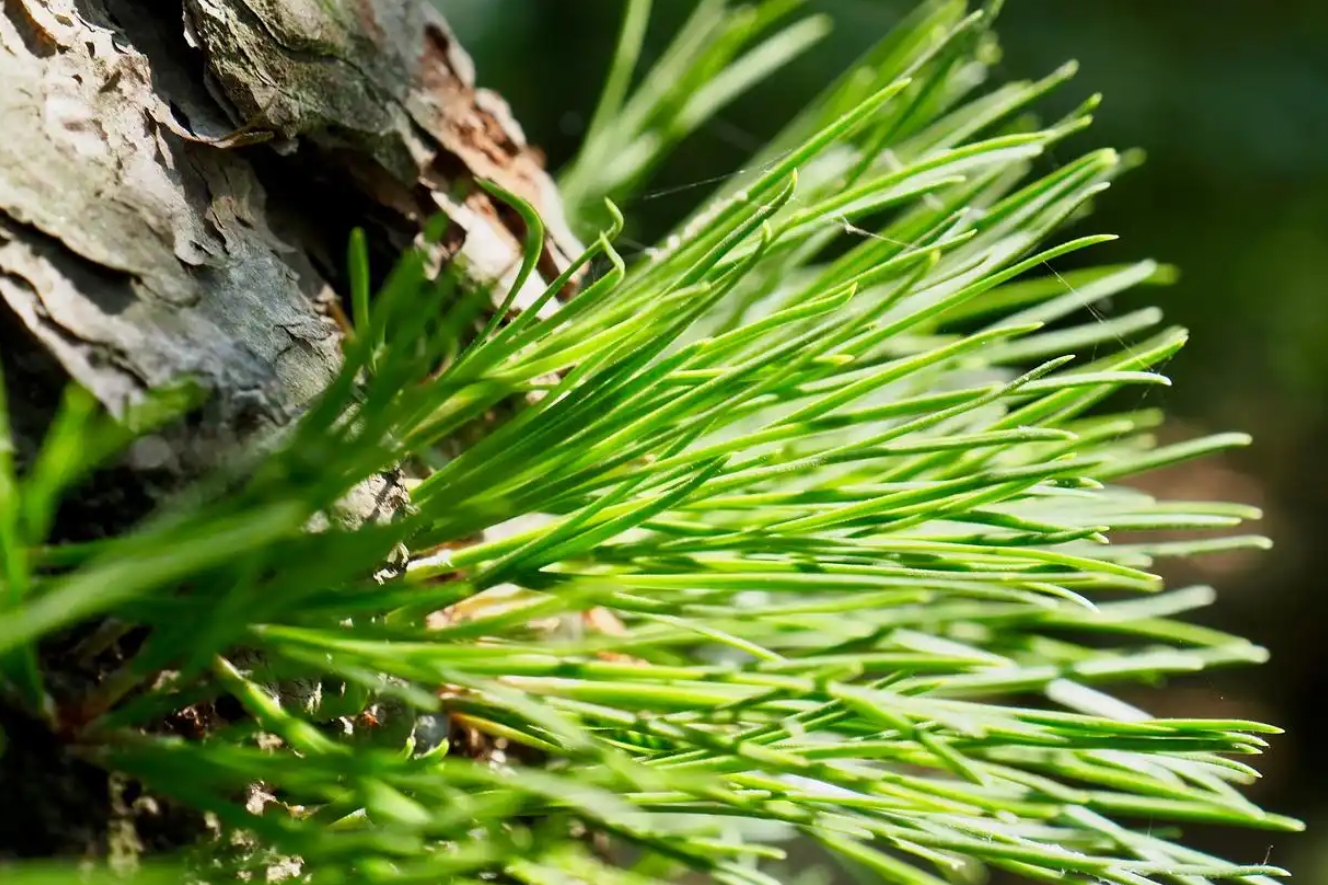 Cựu kỹ sư IT bỏ phố về quê, biến lá thông thành nguồn thu hơn 1,8 tỷ đồng/năm