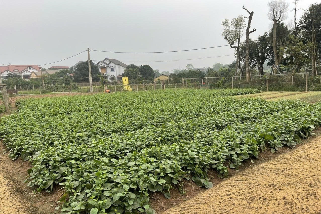 Sơn Đồng phát triển sản xuất, nâng chất tiêu chí nông thôn mới