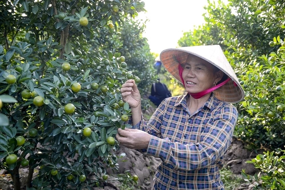 'Thủ phủ quất cảnh' ở Thanh Hóa mất mùa, thương lái đua đặt sớm dù quả còn xanh