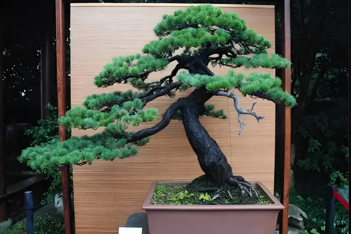 Vị trí trồng Tùng la hán giúp nhà cửa thông thoáng, cảnh quan đẹp mắt