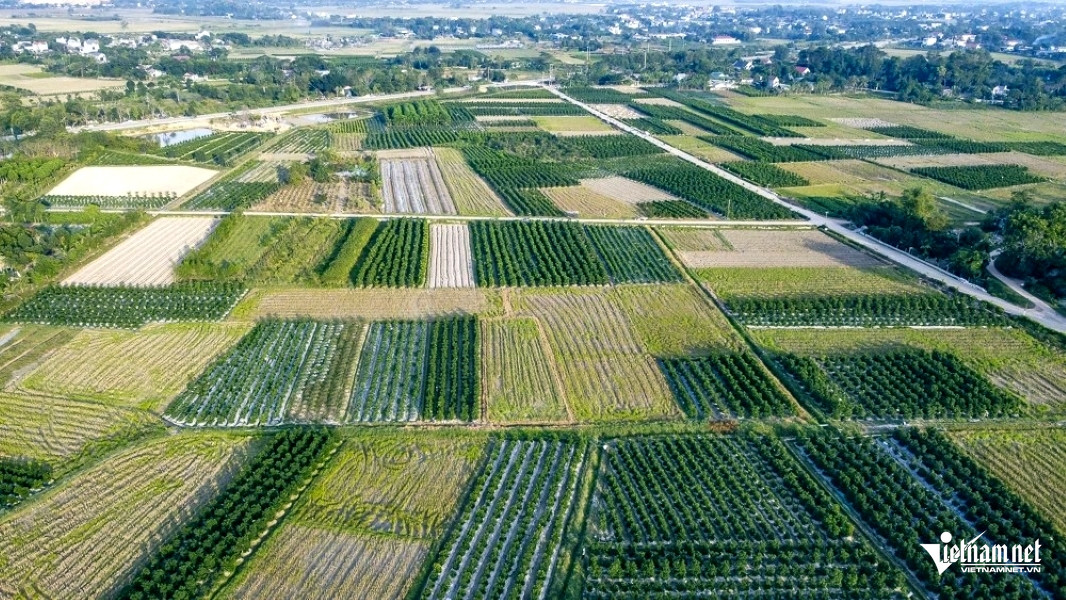 W-a1Thủ phủ quất cảnh .jpg