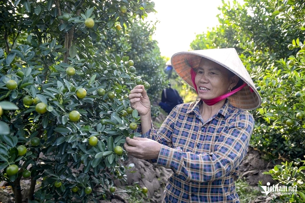 W-a2Thủ phủ quất cảnh .jpg