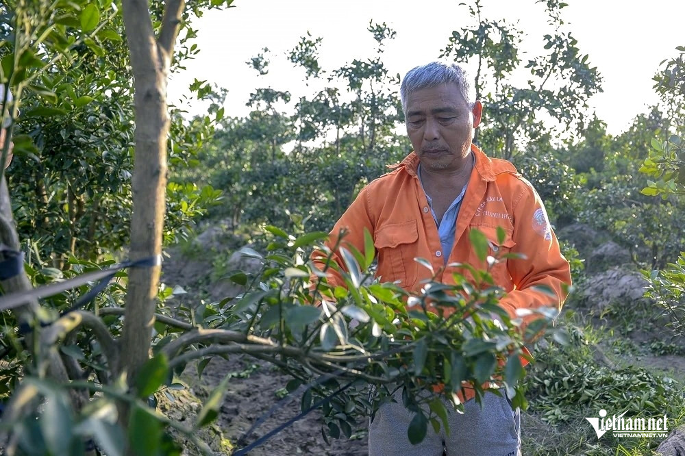 W-a3Thủ phủ quất cảnh .jpg