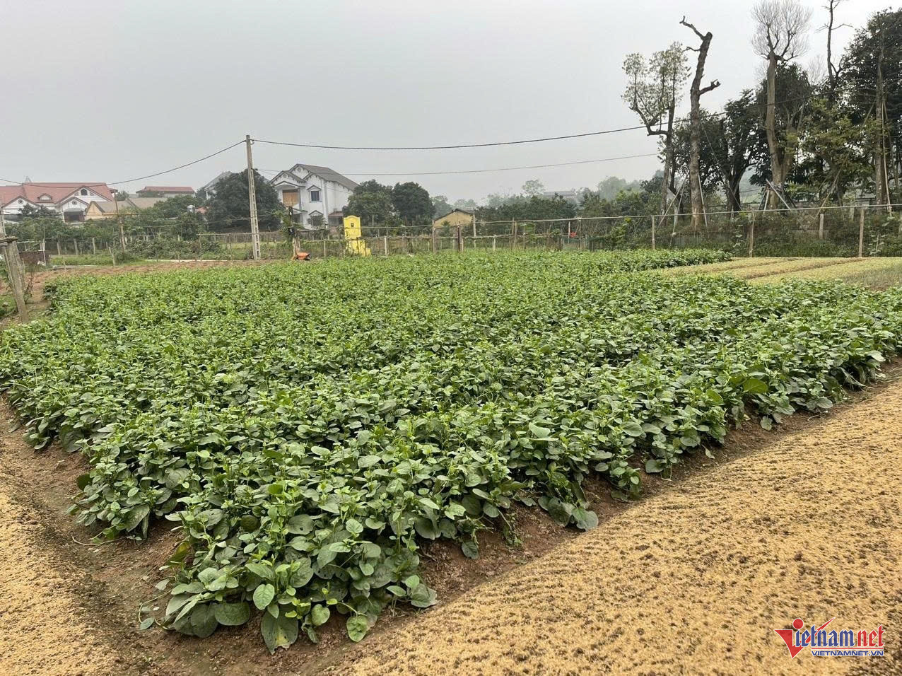 W-anh bai son dong.jpg