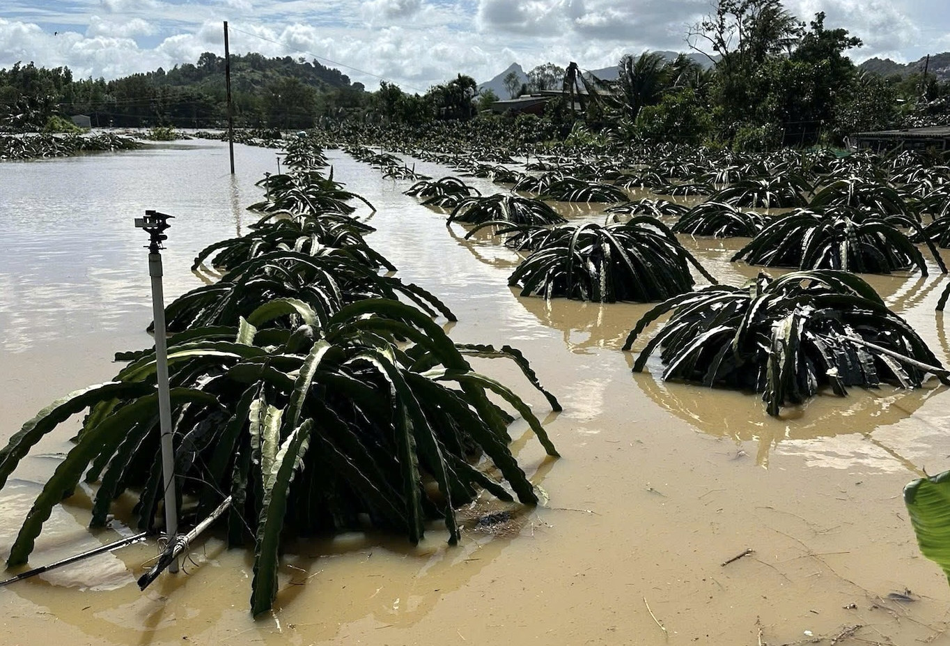 Hàng tấn nho, thanh long ở Lâm Đồng chìm trong lũ: Bà con lo tiền đâu ăn Tết