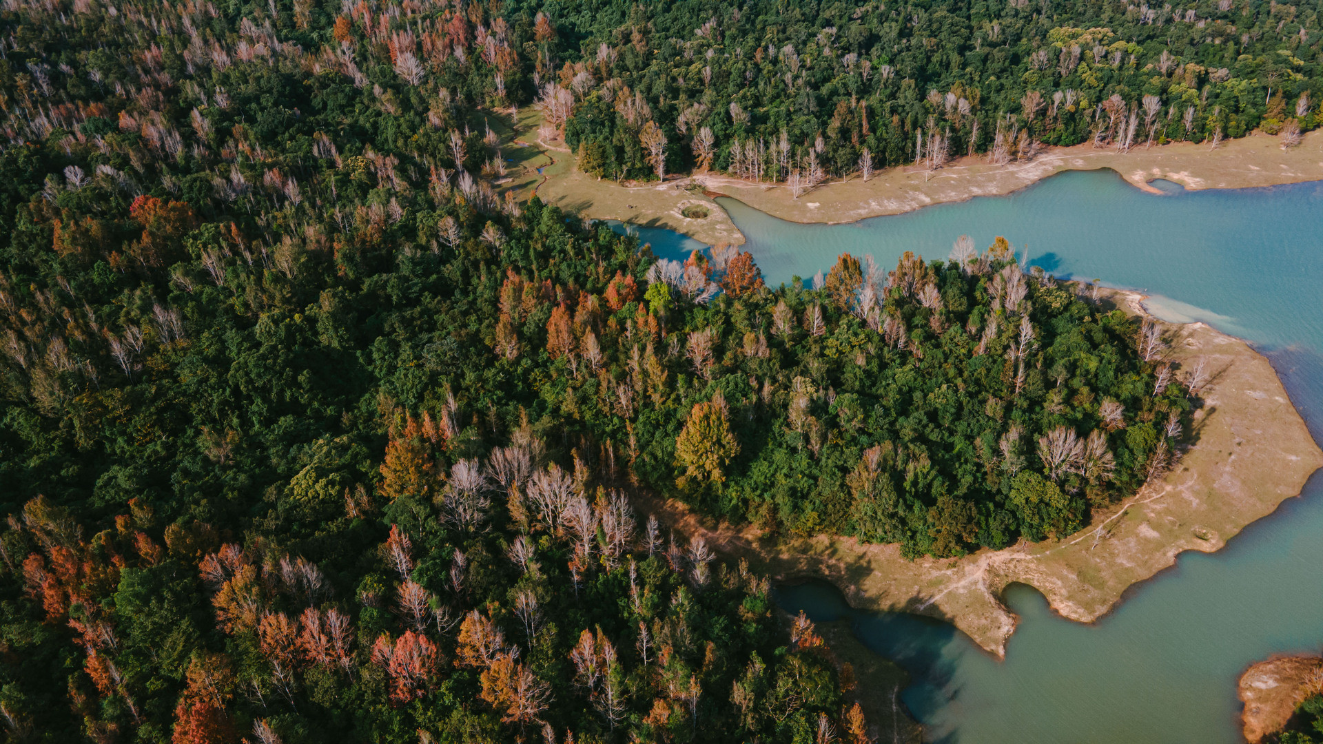rừng phong hương du lịch quảng trị