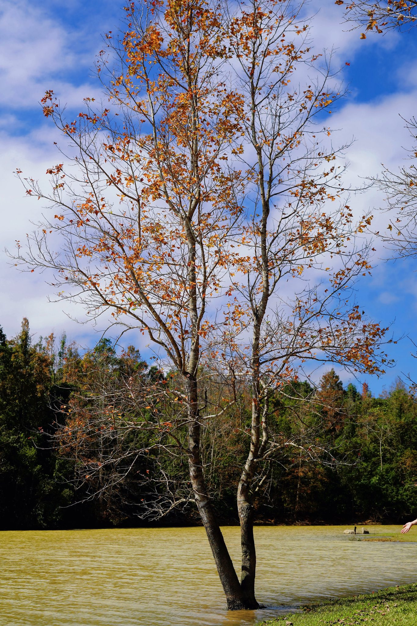 Khu rừng Quảng Trị có khung cảnh đẹp như trời Âu, hút khách tới check-in rừng phong hương du lịch quảng trị