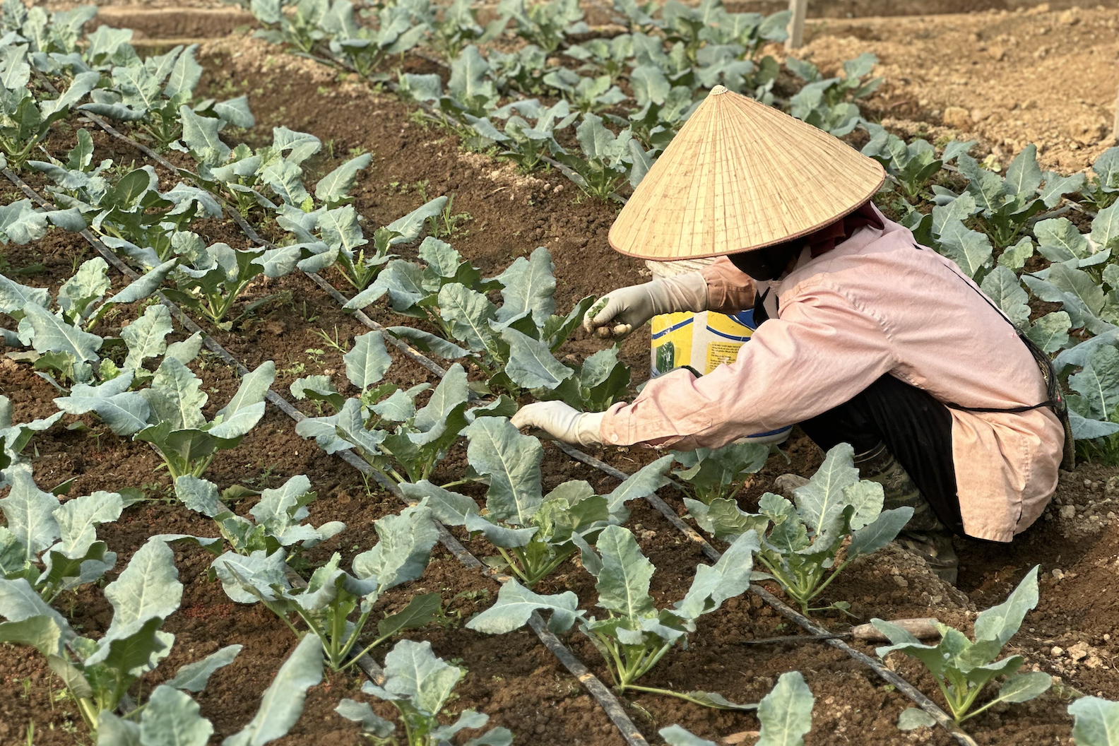 Điện Biên tạo sức bật phát triển từ tái cơ cấu nông nghiệp xanh