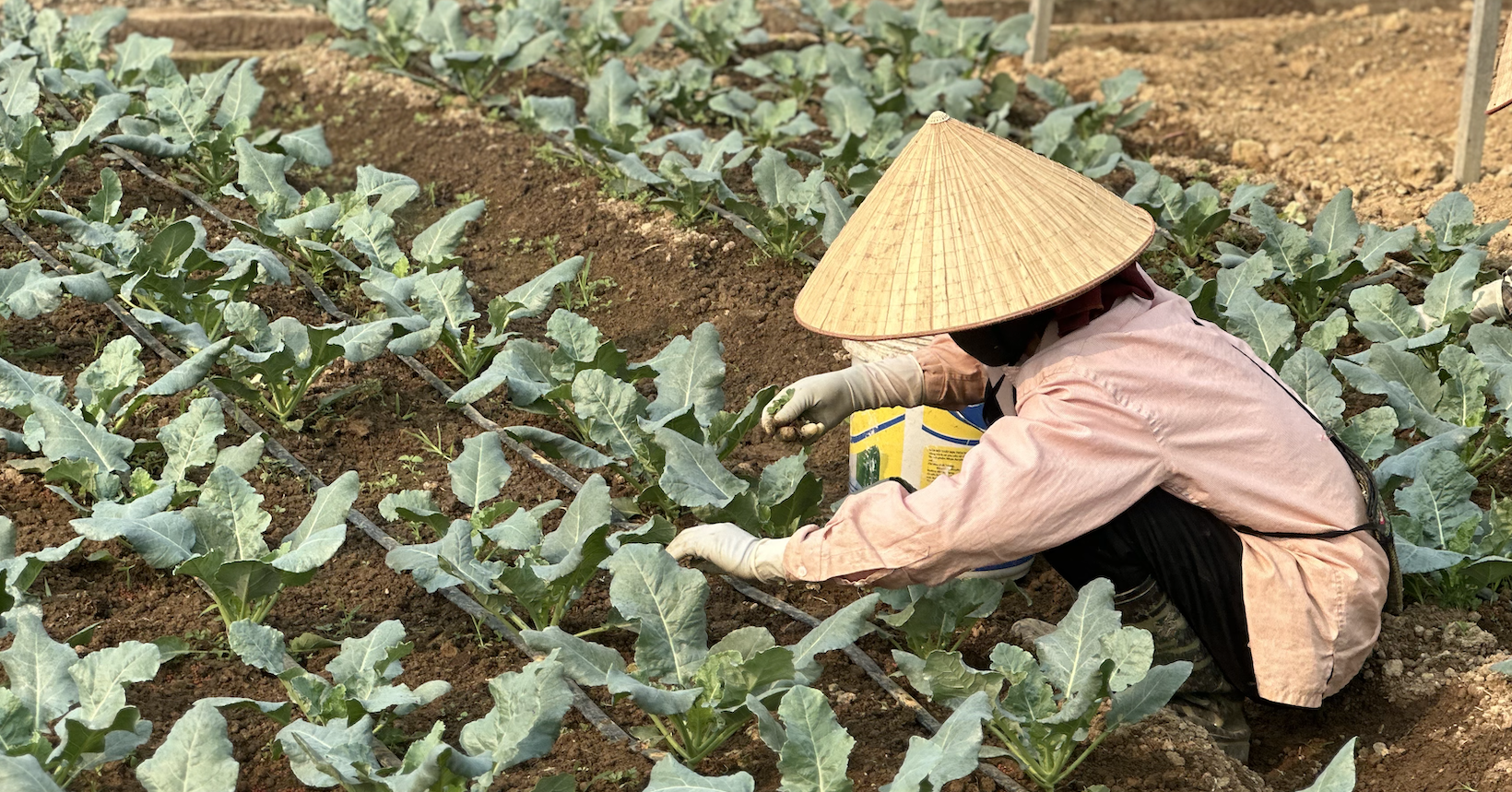 Điện Biên tạo sức bật phát triển từ tái cơ cấu nông nghiệp xanh