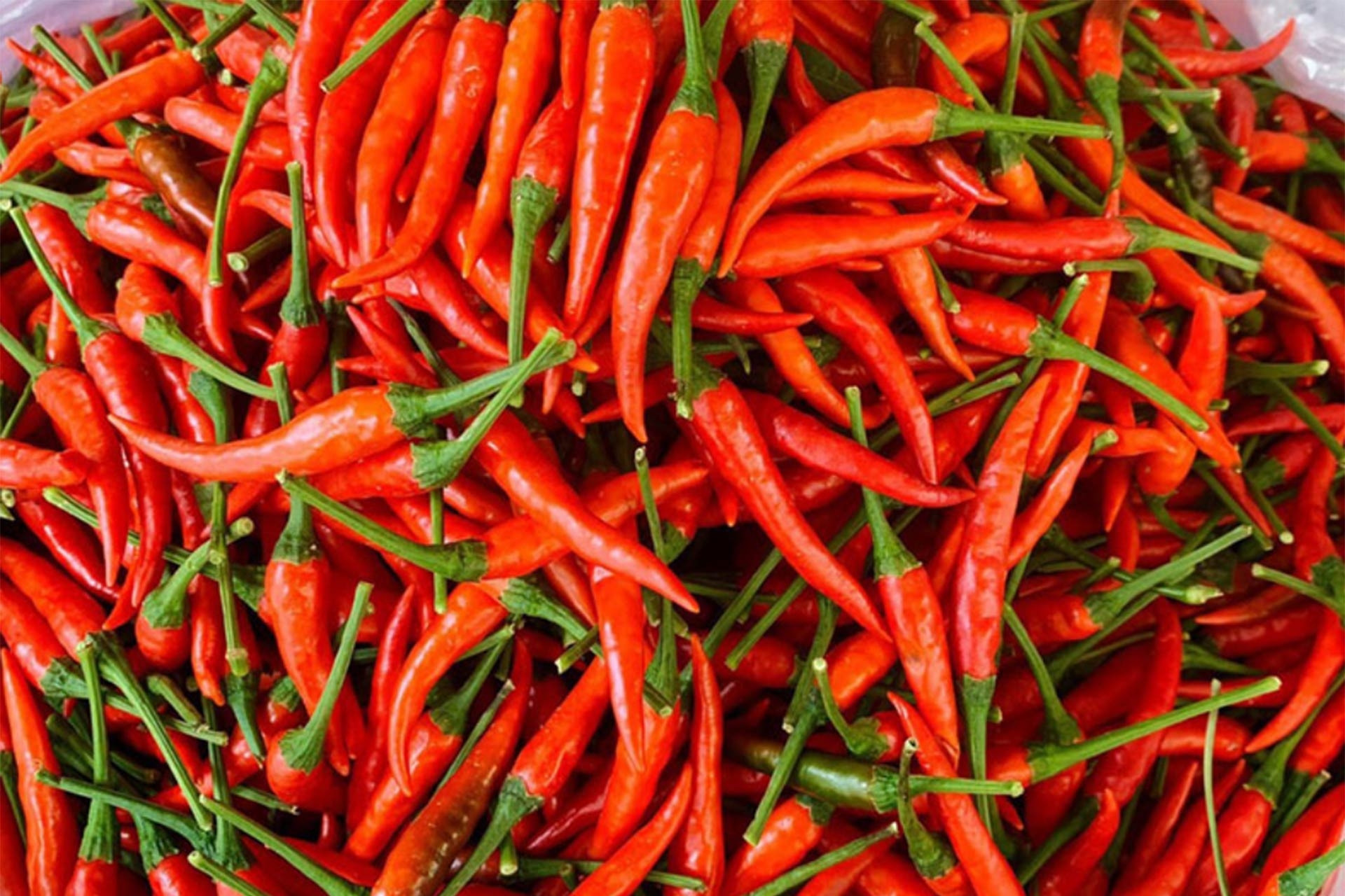 Giá rau xanh hạ nhiệt, ớt tươi cao bất thường 160.000 đồng/kg