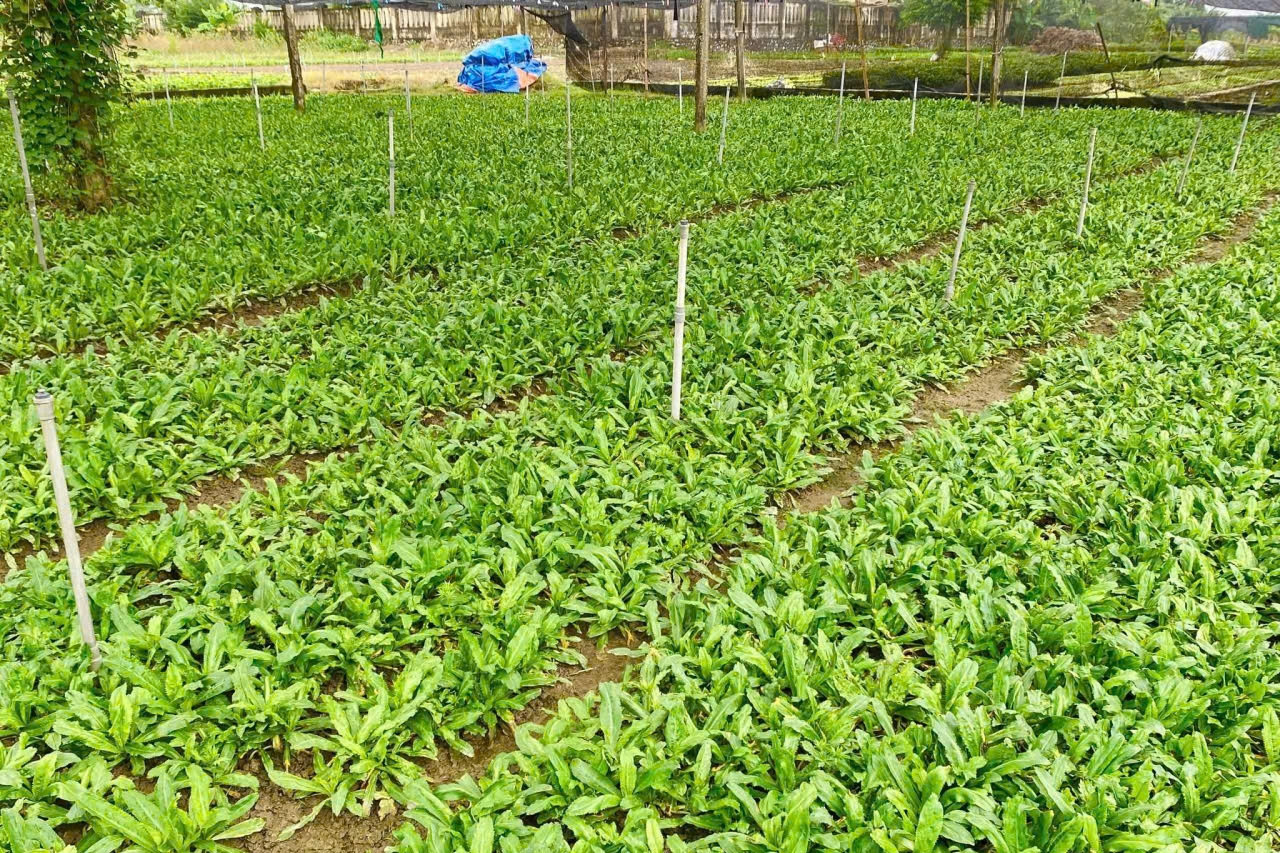 Long Điền: Đồng bộ các giải pháp, quyết tâm giữ vững xã nông thôn mới