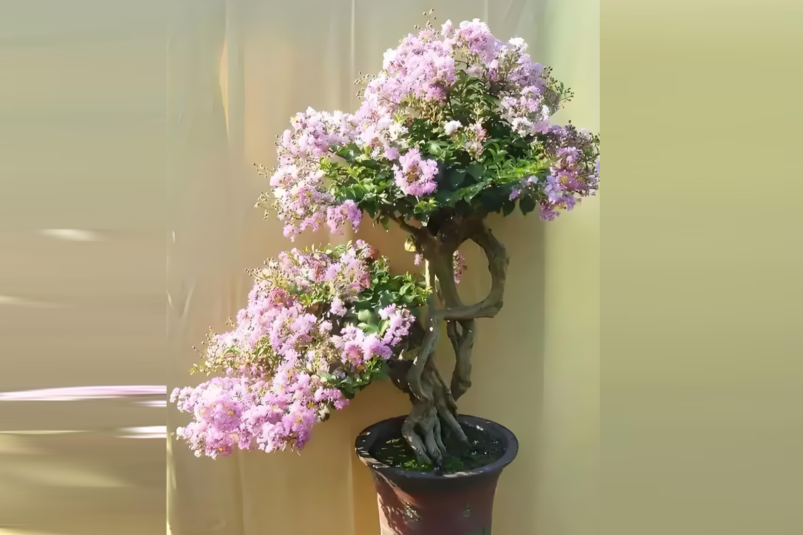 Bí quyết trồng Bách nhật hồng nở hoa 5 lần/năm, mang phong thủy tốt