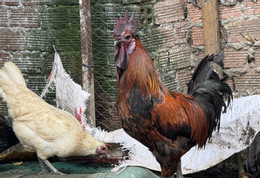 Nuôi gà đen.jpg