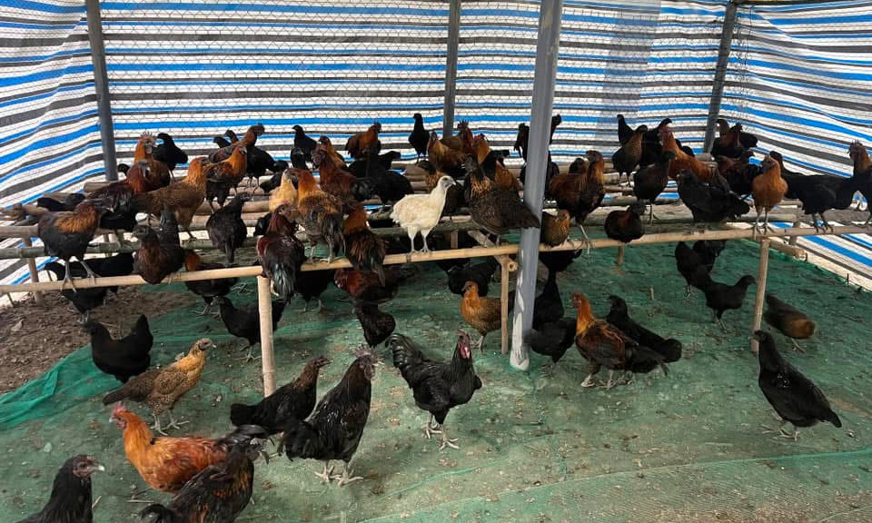 Nuôi gà đen 2.jpg