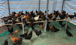 Nuôi gà đen 2.jpg