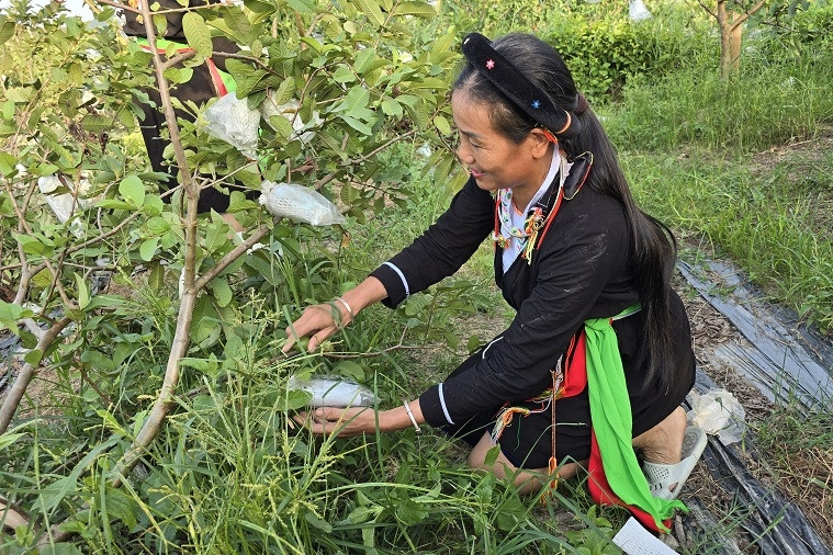 Phát huy vai trò người nông dân Quảng Ninh trong tiến trình nông thôn mới