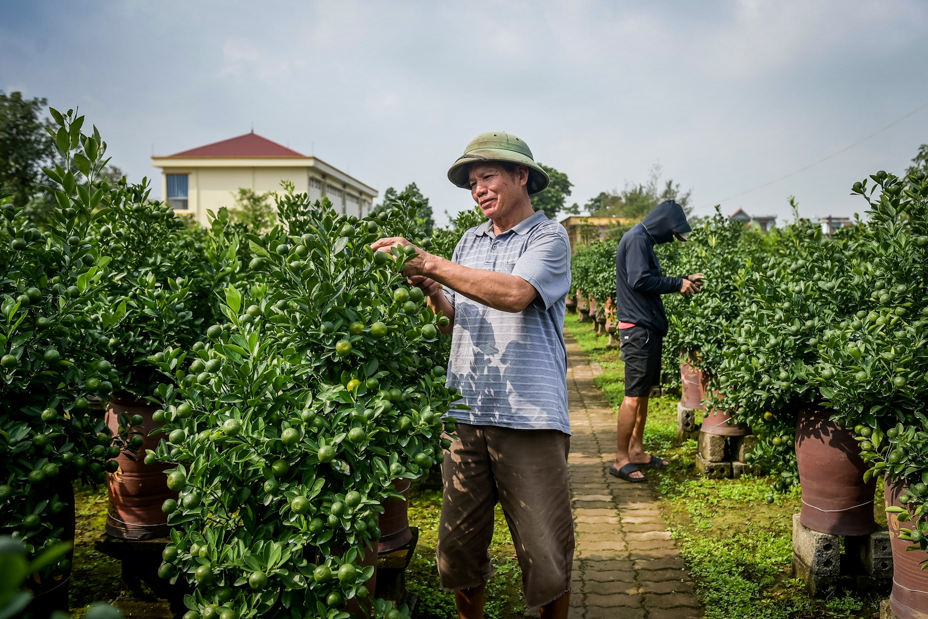 Thủ phủ quất Tết ở Ninh Bình &apos;cháy hàng&apos; từ tháng 9, nhà vườn thắng lớn