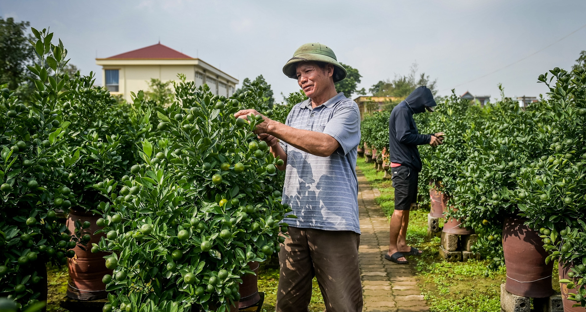 Thủ phủ quất Tết ở Ninh Bình &amp;apos;cháy hàng&amp;apos; từ tháng 9, nhà vườn thắng lớn