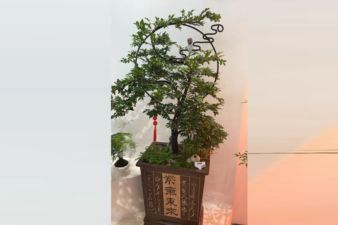 Trồng cây Cần thăng với ý nghĩa hỗ trợ sự nghiệp và may mắn