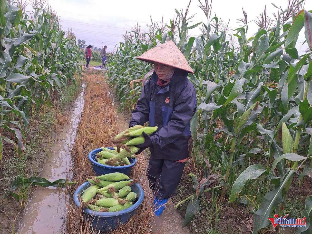 W-Chất thải nông nghiệp tăng cao.jpg