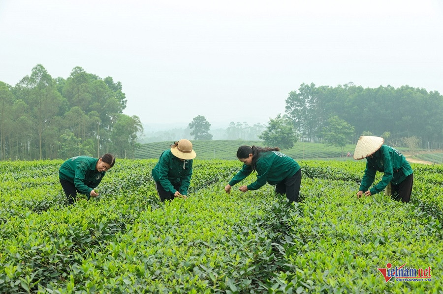 W-VN1_6651 trà Đá Hen.jpg