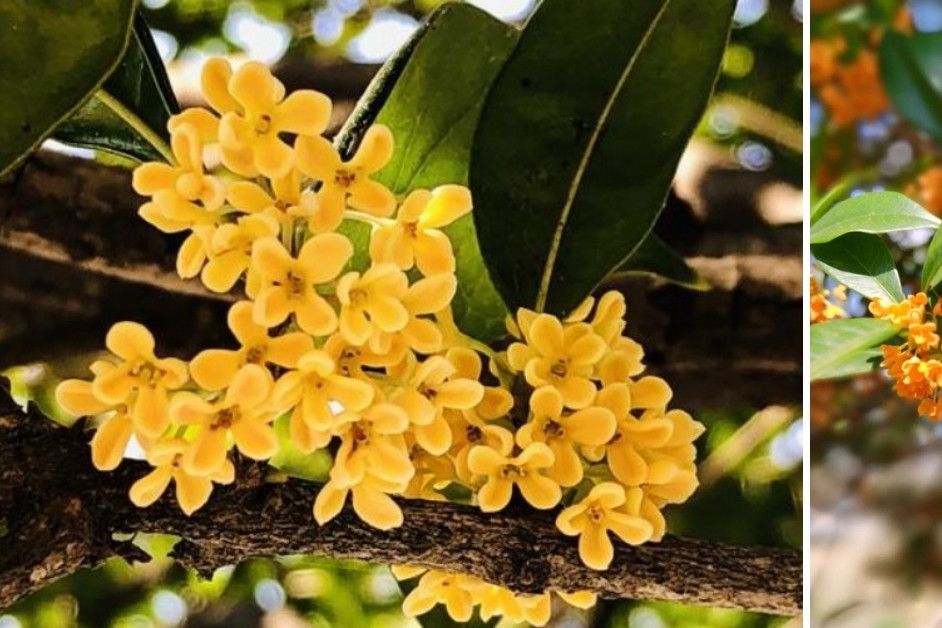 Cây quế – loài cây gợi cảm giác may mắn và sinh khí cho ngôi nhà