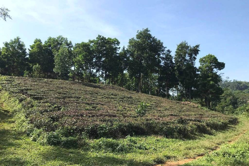 Chuyển đất nông nghiệp sang đất ở: Phương án mới dân nộp ít hơn nhiều so với hiện nay