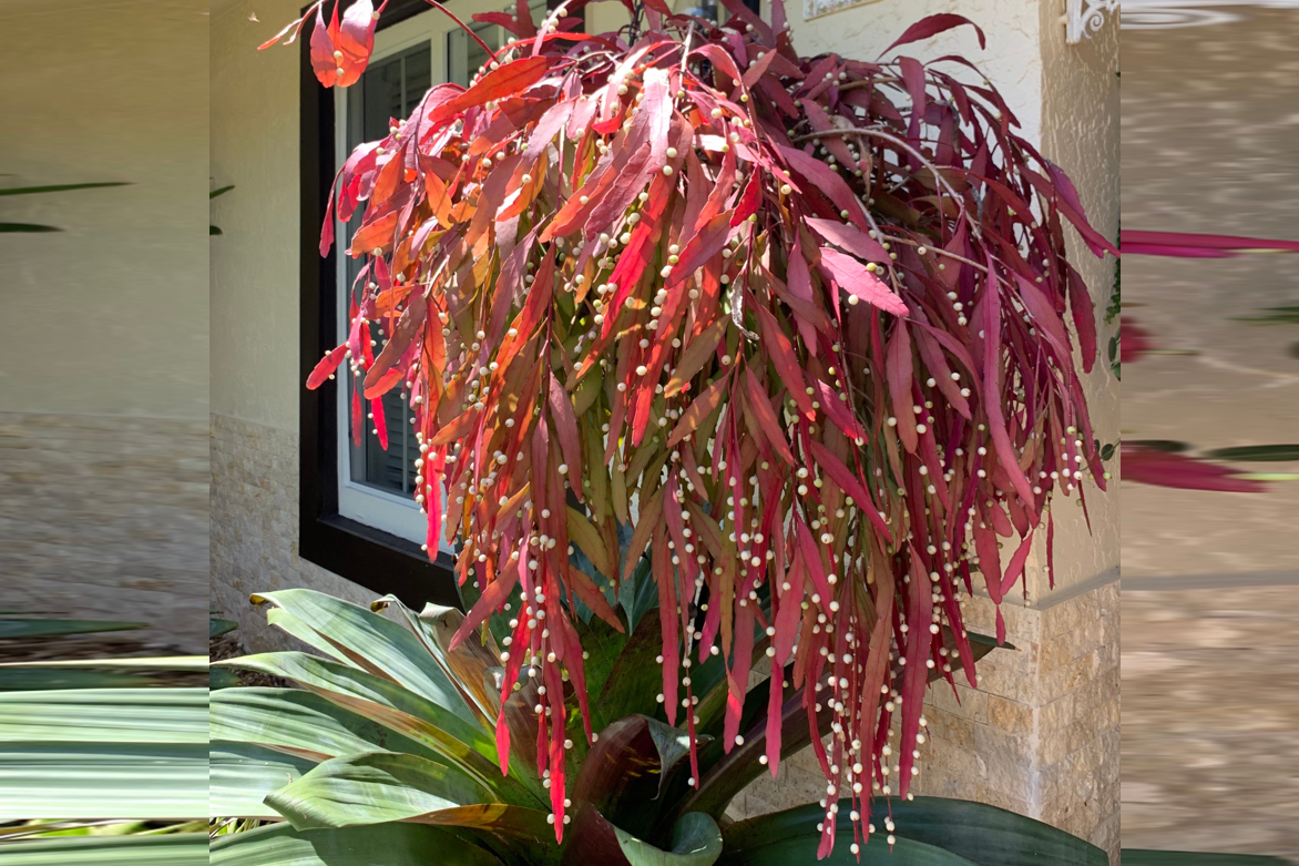 Loài cây là ‘viên ngọc’ treo rủ, mang ý nghĩa hút tài lộc cho gia chủ