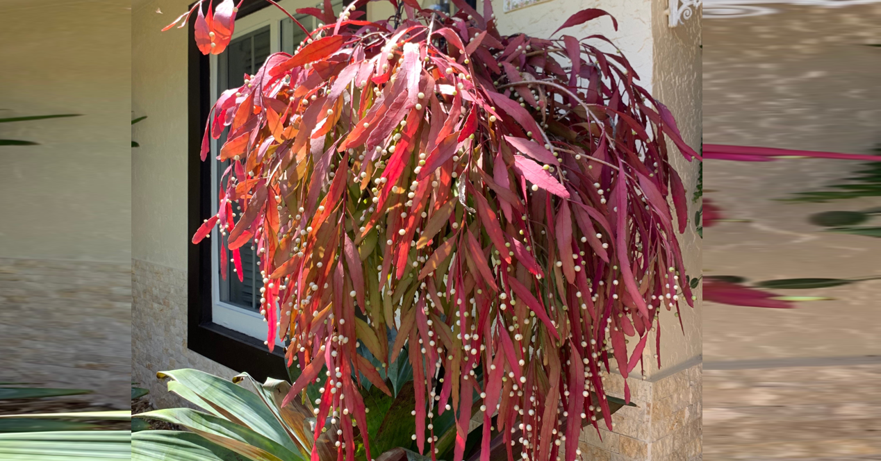 Loài cây là ‘viên ngọc’ treo rủ, mang ý nghĩa hút tài lộc cho gia chủ