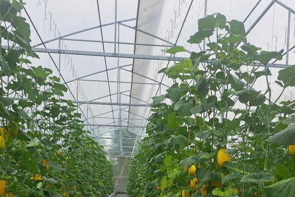 Nông dân Hải Phòng sản xuất, kinh doanh giỏi, tiên phong xây dựng nông thôn mới