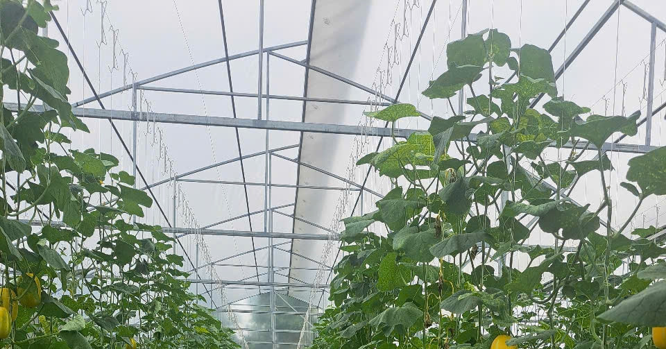 Nông dân Hải Phòng sản xuất, kinh doanh giỏi, tiên phong xây dựng nông thôn mới