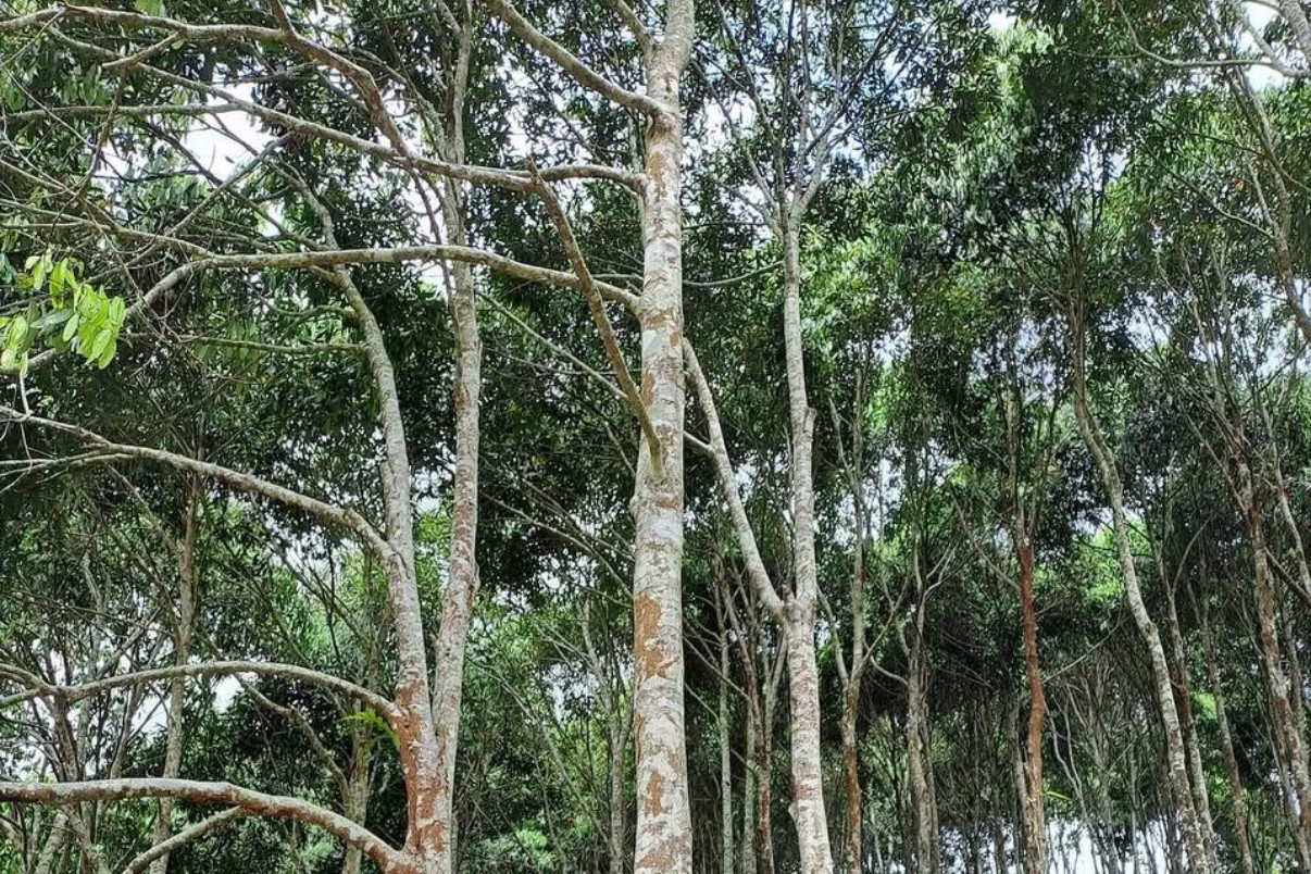 Ứng dụng thiết bị và phần mềm kết nối vệ tinh cảnh báo cháy rừng