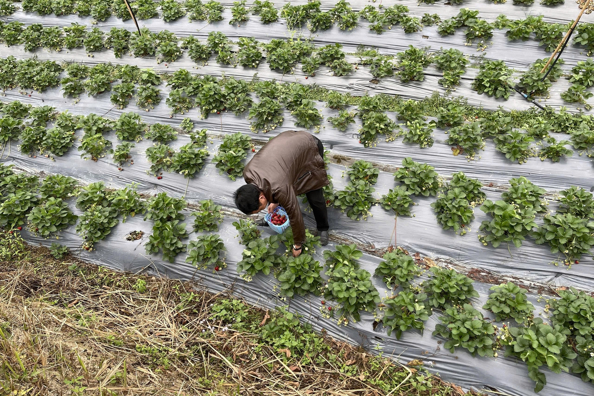 Hành trình để các hợp tác xã nông nghiệp nâng cao năng lực truy xuất nguồn gốc