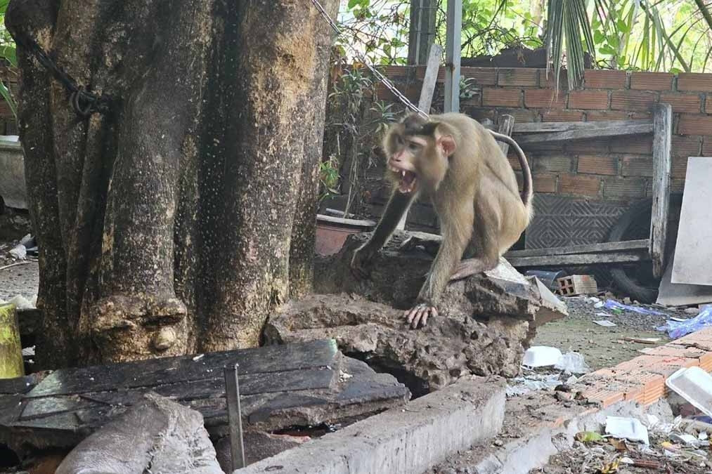 Khỉ hoang xuất hiện ở khu dân cư, tấn công người phụ nữ tại quán ăn